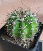 Echinopsis Hybriden 2,- €