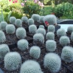 Rebutia muscula 2,- €