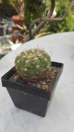 Parodia crassigibba uebelmannianus 2,- €