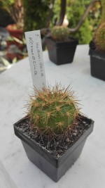Echinopsis mamillosa kermesina 2,- €