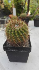 Notocactus submammulosus 2,-. €