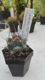 Thelocactus rinconensis 2,- €