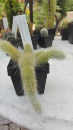 Hildewintera colademononis 2,50 €
