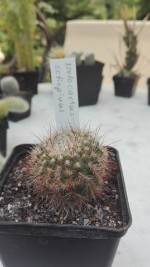 Notocactus setispinus 2,- €