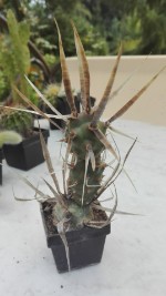 Tephrocactus papyracanthus 4,- €