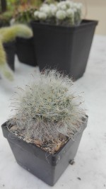 Mammilaria bocasana 1,50 €