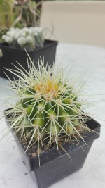 Echinocactus grusonii 4,- €