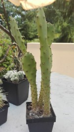 Opuntia spec. 1 Pflanze 2,- €
