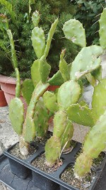 Opuntia vulgaris 1 Pflanze 3,- €